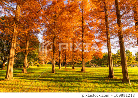 [東京] 秋天的落葉和秋天的黎明的水杉林 109991218