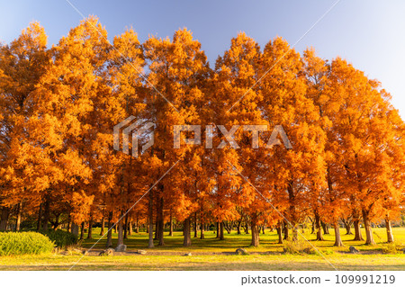 [東京] 秋天的落葉和秋天的黎明的水杉林 109991219