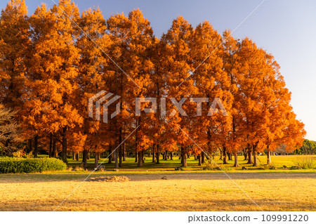 [東京] 秋天的落葉和秋天的黎明的水杉林 109991220