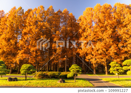 [東京] 秋天的落葉和秋天的黎明的水杉林 109991227