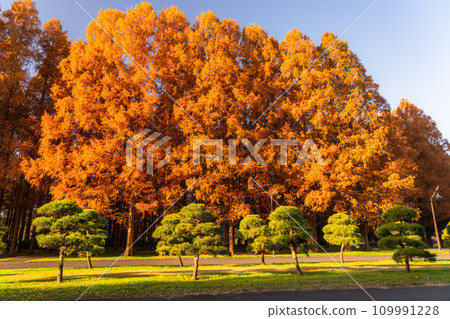 [東京] 秋天的落葉和秋天的黎明的水杉林 109991228