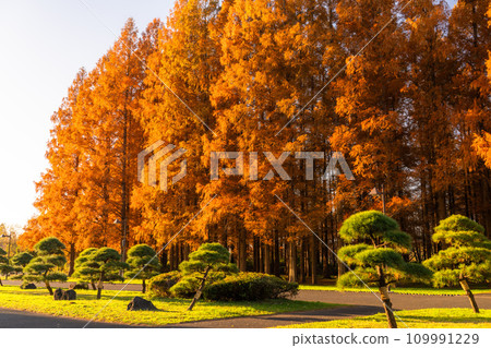 [東京] 秋天的落葉和秋天的黎明的水杉林 109991229
