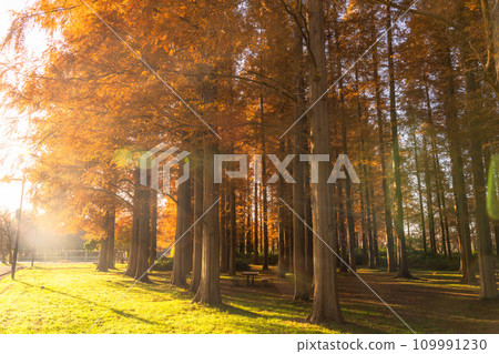 [東京] 秋天的落葉和秋天的黎明的水杉林 109991230