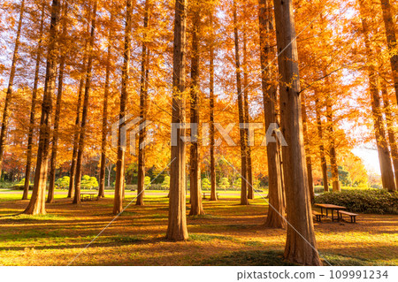 [東京] 秋天的落葉和秋天的黎明的水杉林 109991234