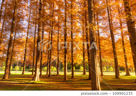 [Tokyo] Metasequoia forest with autumn leaves and dawn of autumn 109991235