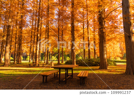 [Tokyo] Metasequoia forest with autumn leaves and dawn of autumn 109991237