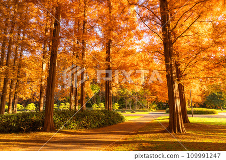[Tokyo] Metasequoia forest with autumn leaves and dawn of autumn 109991247