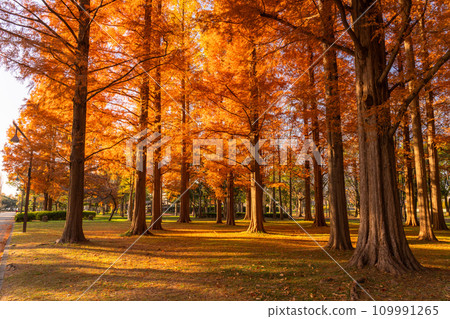 [東京] 秋天的落葉和秋天的黎明的水杉林 109991265