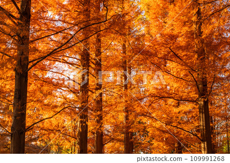 [Tokyo] Metasequoia forest with autumn leaves and dawn of autumn 109991268