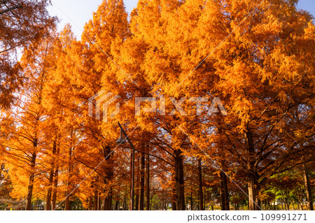 [東京] 秋天的落葉和秋天的黎明的水杉林 109991271