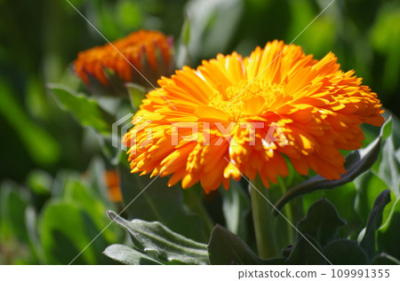 Calendula flower 109991355