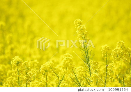 Rapeseed fields spreading all over Rapeseed fields spreading all over 109991364