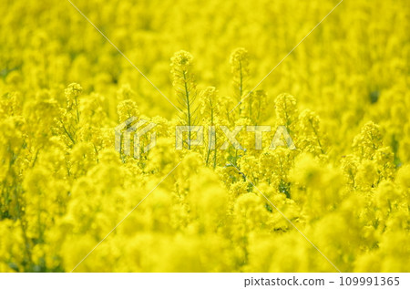 Rapeseed fields spreading all over Rapeseed fields spreading all over 109991365