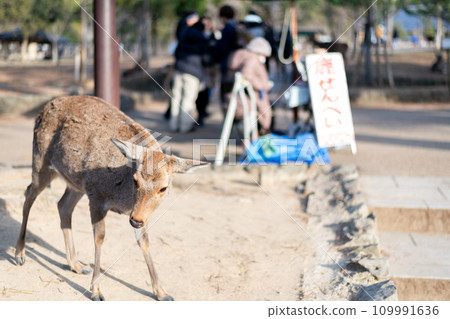 Nara Park deer and deer rice cracker sign Nara Park deer and deer rice cracker sign 109991636