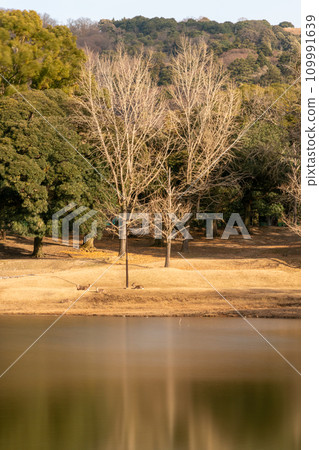 鹿在死池邊曬日光浴 109991639