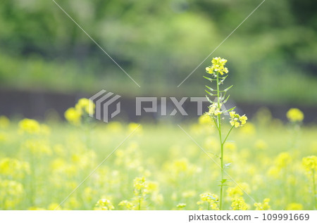 色彩鮮豔的風景 色彩鮮豔的風景 109991669