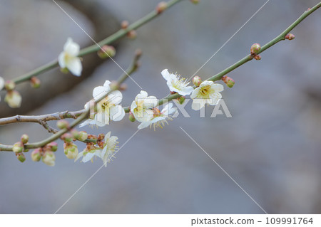 北部早春的白梅花,散發出高貴的芳香。 北部早春的白梅花,散發出高貴的芳香。 109991764