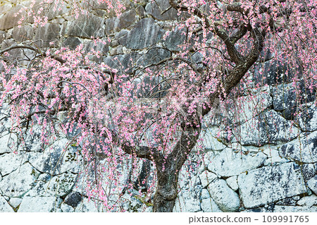 岩手公園城牆和可愛的懸掛紅梅花 109991765