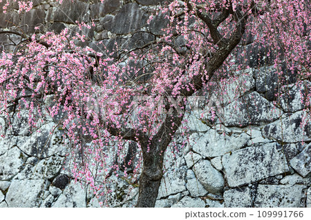 岩手公園城牆和可愛的懸掛紅梅花 岩手公園城牆和可愛的懸掛紅梅花 109991766
