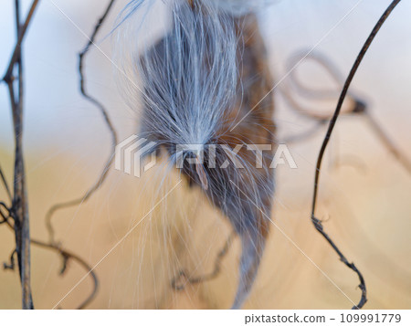 夾竹桃科蘿蔔的種子傳播 夾竹桃科蘿蔔的種子傳播 109991779