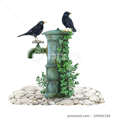 Blackbird couple on a garden water tap. Watercolor painted illustration. Hand drawn garden image with birds. Blackbirds perched on a outdoor vintage style faucet with ivy. White background 109992166