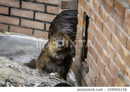 可愛的美國海狸幼崽 可愛的美國海狸幼崽 109992236