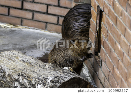 一隻美國海狸寶寶對牆上的門感到好奇。 109992237