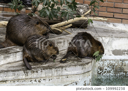 美國海狸的父母和孩子 109992238