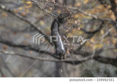 A squirrel that grabs twigs with its hind legs and eats nuts. 109992581