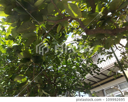 Kabosu fruit, a citrus fruit that grows vigorously in our garden 109992695