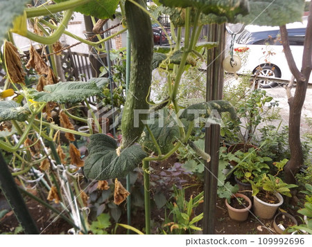 Beautifully ripened summer vegetable cucumber 109992696