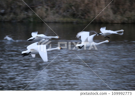 Saigawa swan taking flight 109992773
