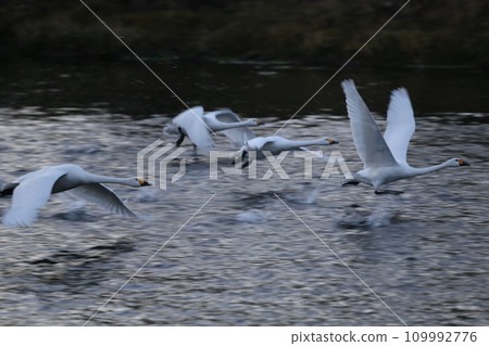 飛翔的西川天鵝 109992776