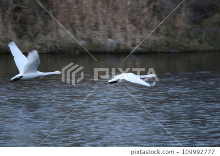 飛翔的西川天鵝 109992777