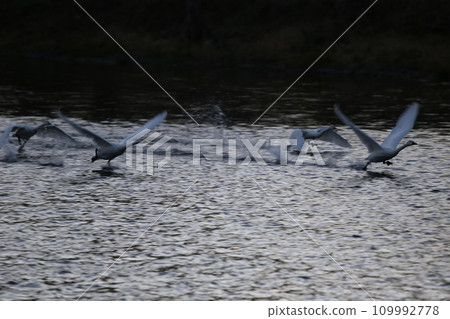 飛翔的西川天鵝 109992778