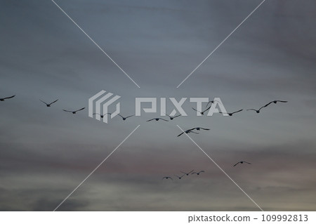 Saigawa swan taking flight Saigawa swan taking flight 109992813