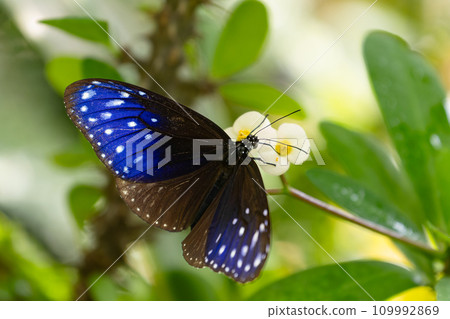 美麗的藍色Tumamurasaki 109992869