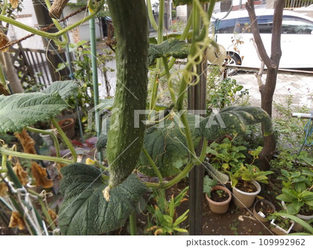 美麗成熟的夏季蔬菜黃瓜 109992962