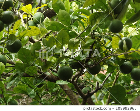 卡博蘇果,一種在我們花園裡生長旺盛的柑橘類水果 卡博蘇果,一種在我們花園裡生長旺盛的柑橘類水果 109992963