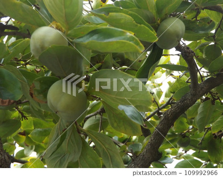 Our persimmons become sweeter in the fall Our persimmons become sweeter in the fall 109992966