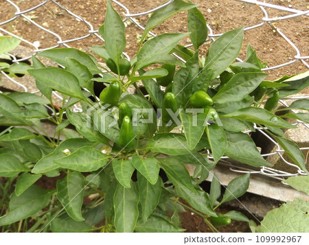 The chili pepper fruit pointing upwards is a hawk's claw. The chili pepper fruit pointing upwards is a hawk's claw. 109992967