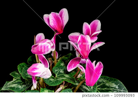 Cyclamen pink flowers on a black background 109993093