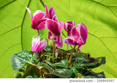 Beautiful cyclamen with pink flowers and green leaves 109993097