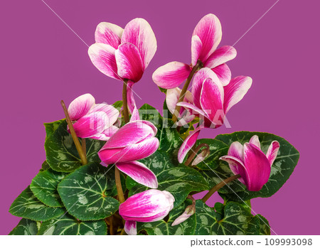 Cyclamen with pink flowers on a pink background Cyclamen with pink flowers on a pink background 109993098