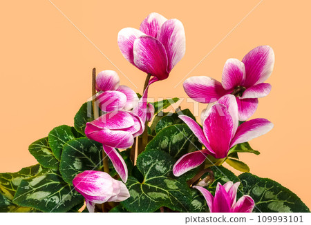 Cyclamen with pink flowers on a pink background 109993101
