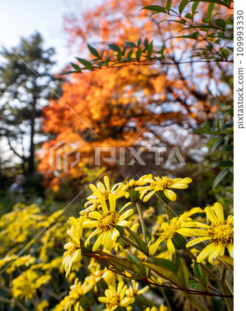 深秋自然風光：紅葉紅杉映襯下的粳花盛開 109993330