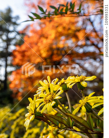 深秋自然風光:紅葉紅杉映襯下的粳花盛開 深秋自然風光:紅葉紅杉映襯下的粳花盛開 109993331