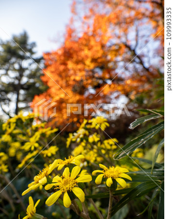 深秋自然風光：紅葉紅杉映襯下的粳花盛開 109993335
