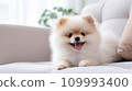 Pomeranian on Sofa, Generative AI 109993400