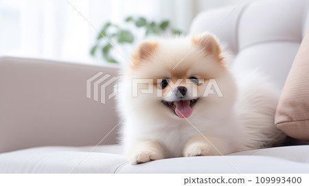 Pomeranian on Sofa, Generative AI 109993400